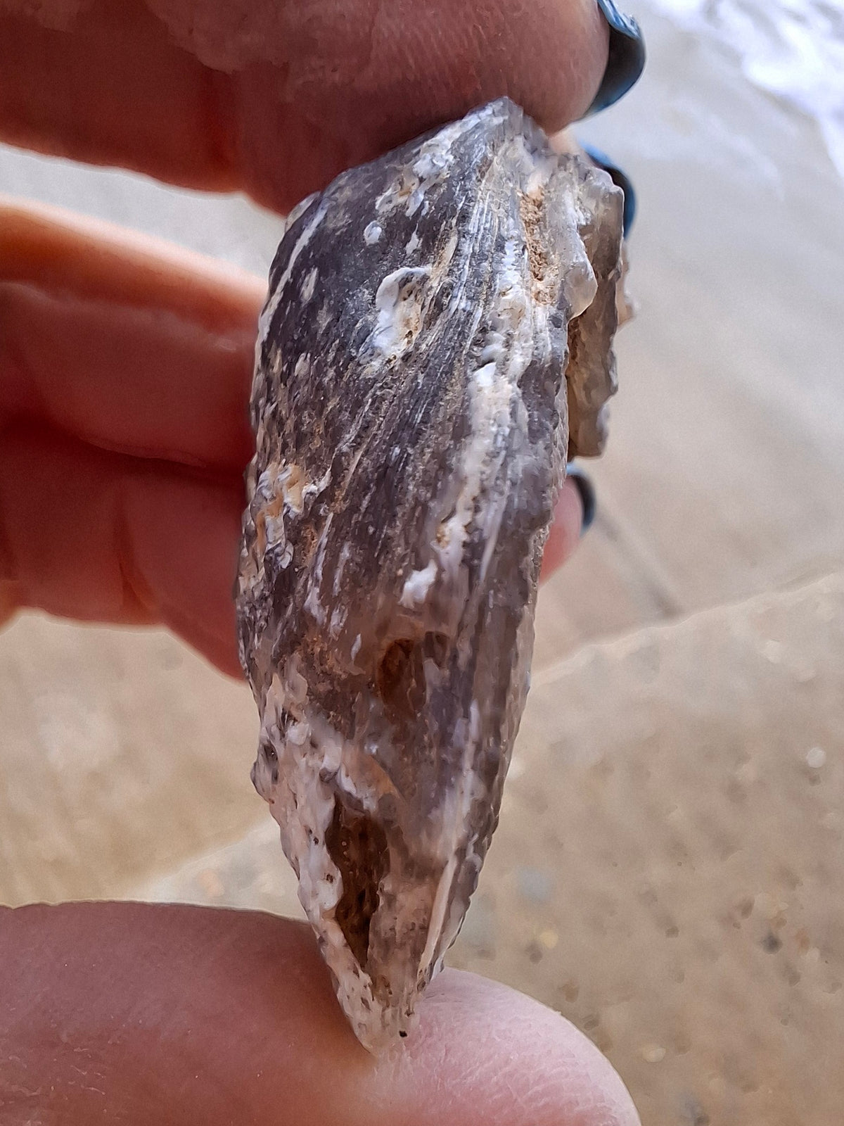 Chalcedony Oyster, Fossil (Ref: FO4)