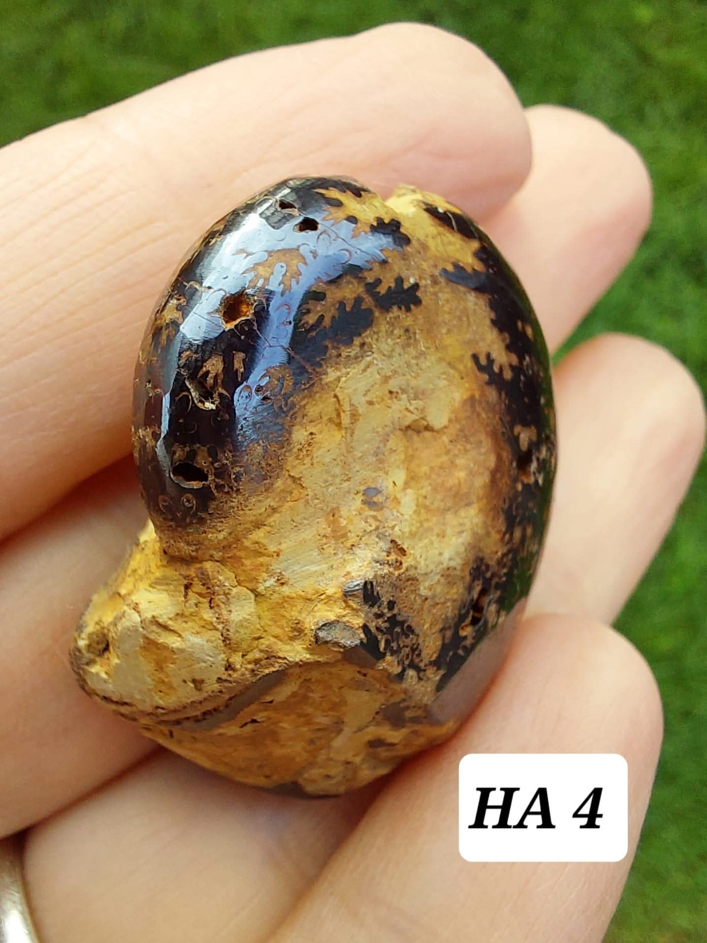 Hematite Ammonite, 18.26g, Fossil (Ref: HA4)