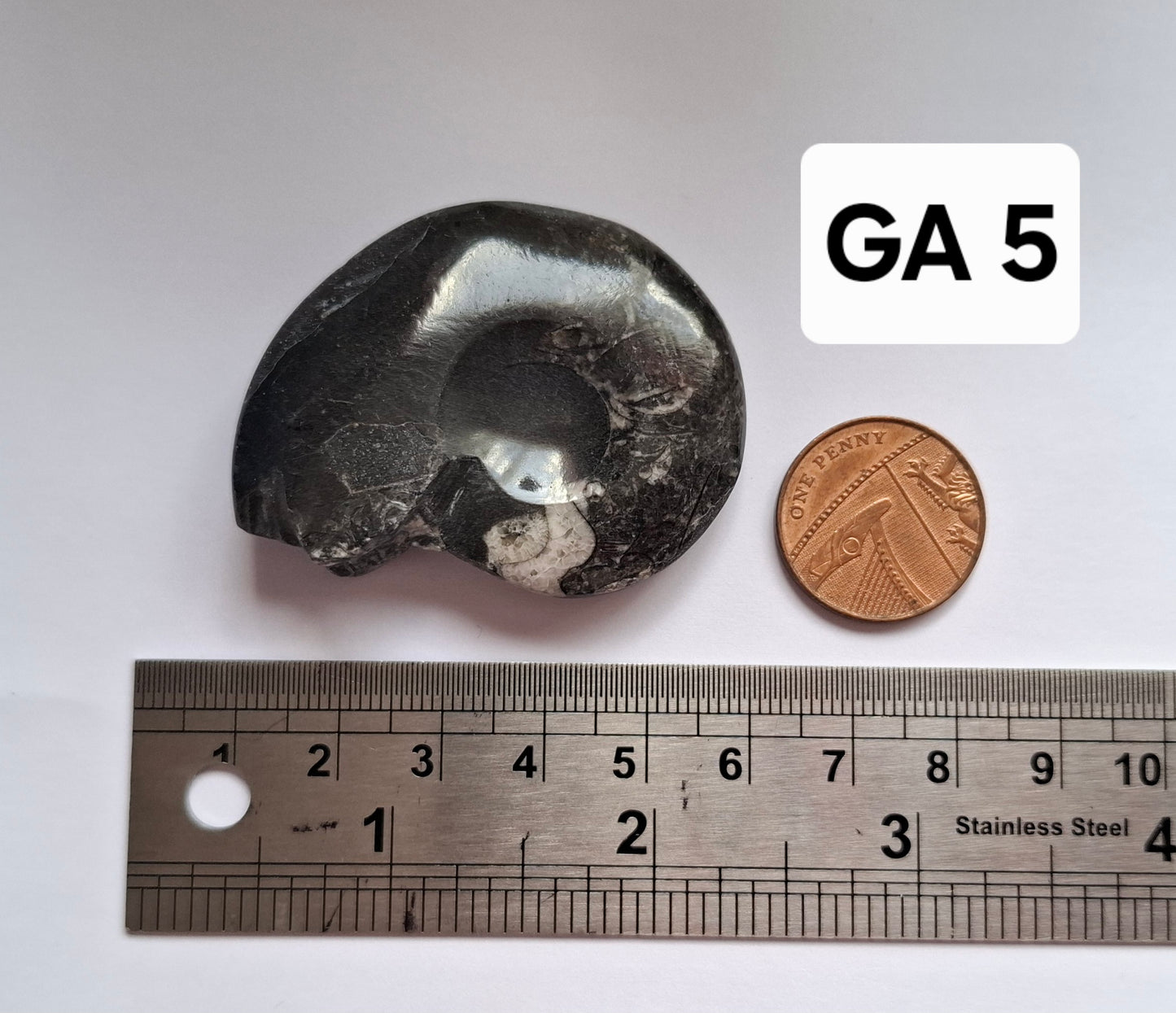 Goniatite, Fossil (Ref: GA5)
