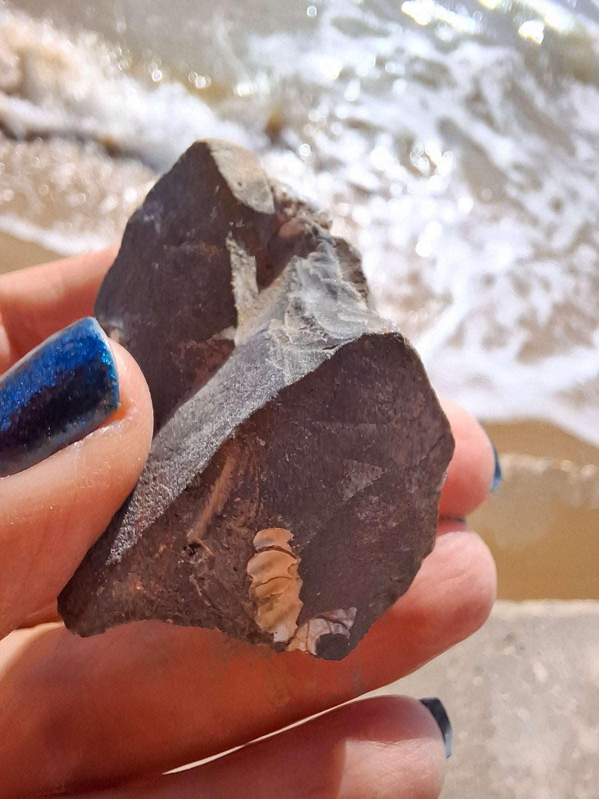 Ammonite Cluster, Fossil (Ref: ACL3)
