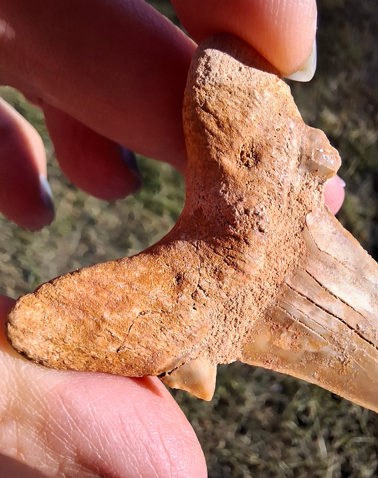 Otodus Shark Tooth, Fossil (Ref: OT 7)
