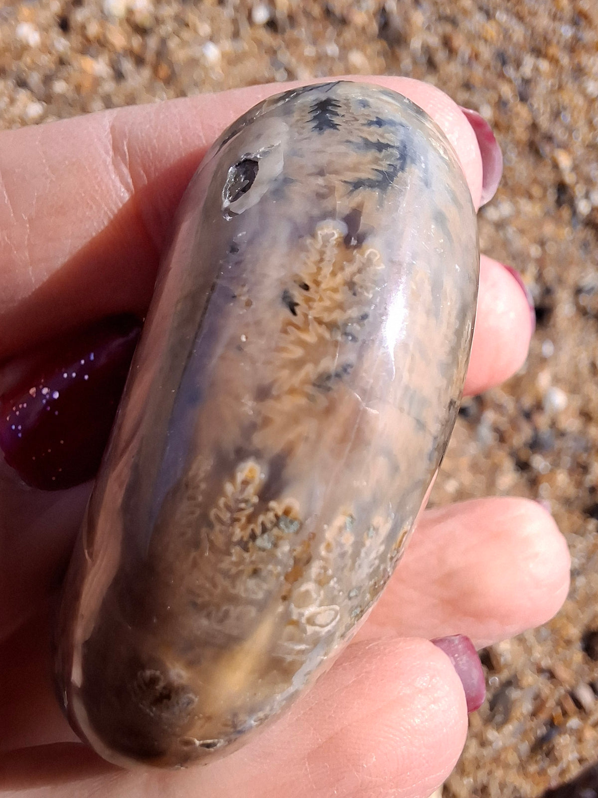 Polished Ammonite, Fossil (Ref: AMM1)