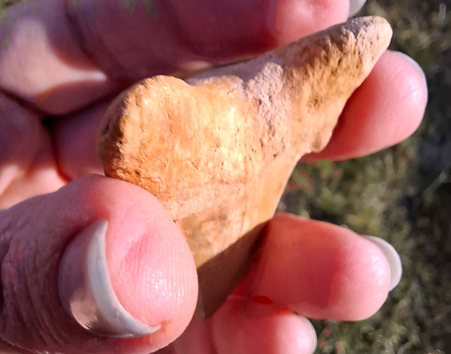 Otodus Shark Tooth, Fossil (Ref: OT 7)