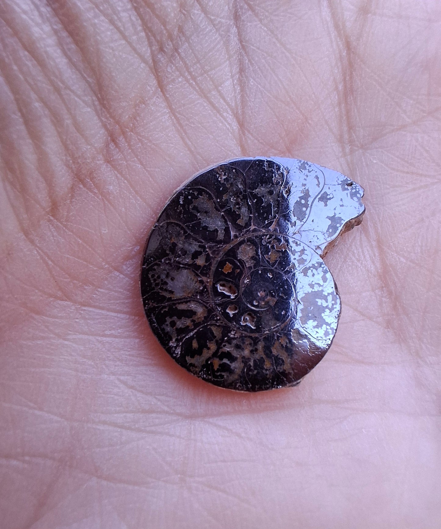 Small Haematite Ammonite HALF, 2.19g, Fossil (Ref: MA3)