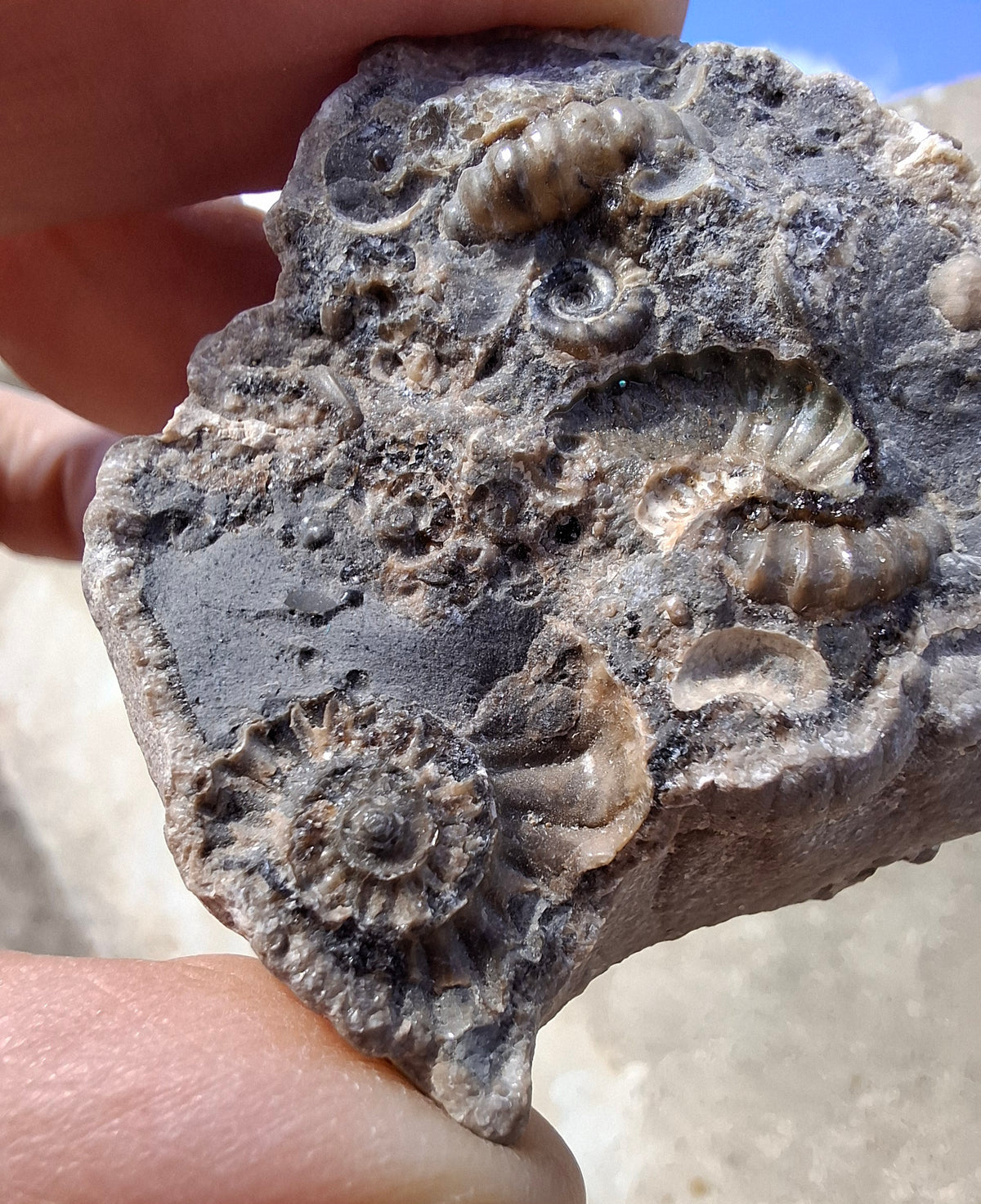 Ammonite Cluster, Fossil (Ref: ACL1)