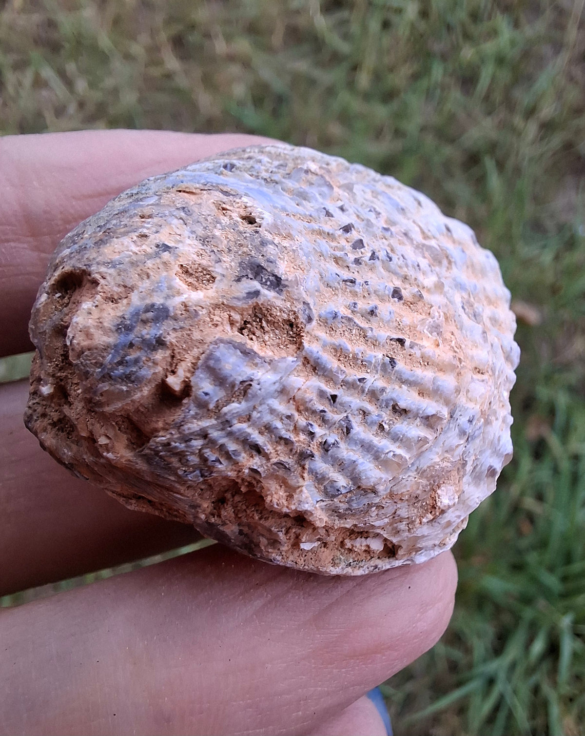 Chalcedony Oyster, Fossil (Ref: FO5)