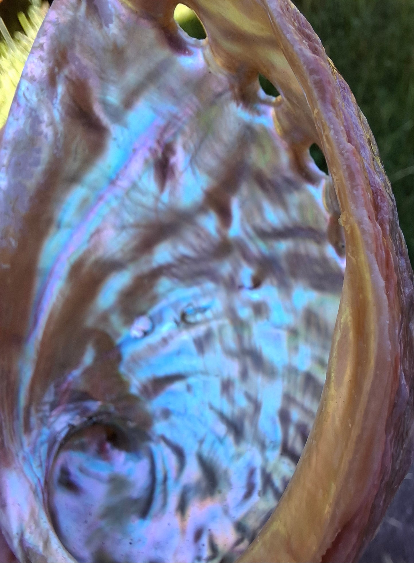 Abalone Shell, (Ref: SH3)