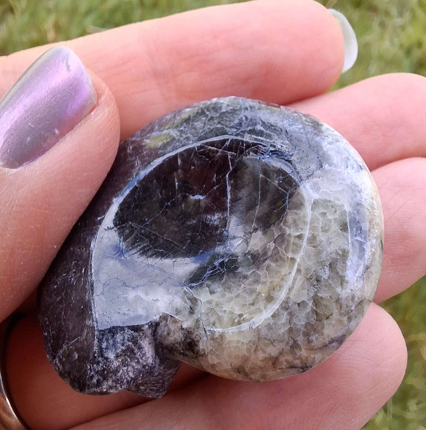 Goniatite, Fossil (Ref: GA3)