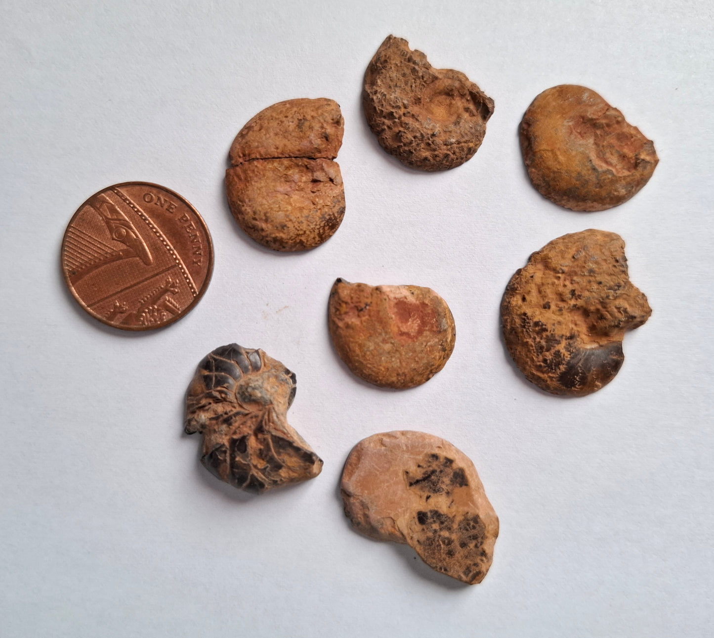 Small Haematite Ammonite Halves BUNDLE, (7 pcs), Fossil (Ref: MA13)