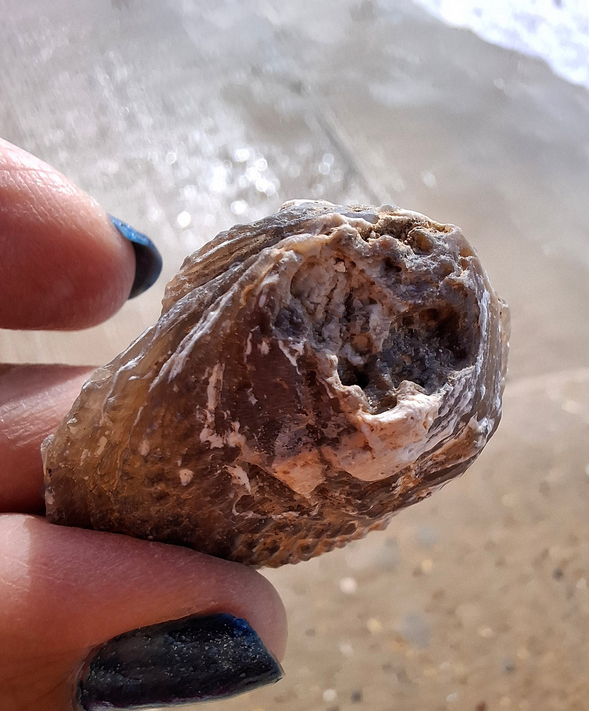 Chalcedony Oyster, Fossil (Ref: FO4)