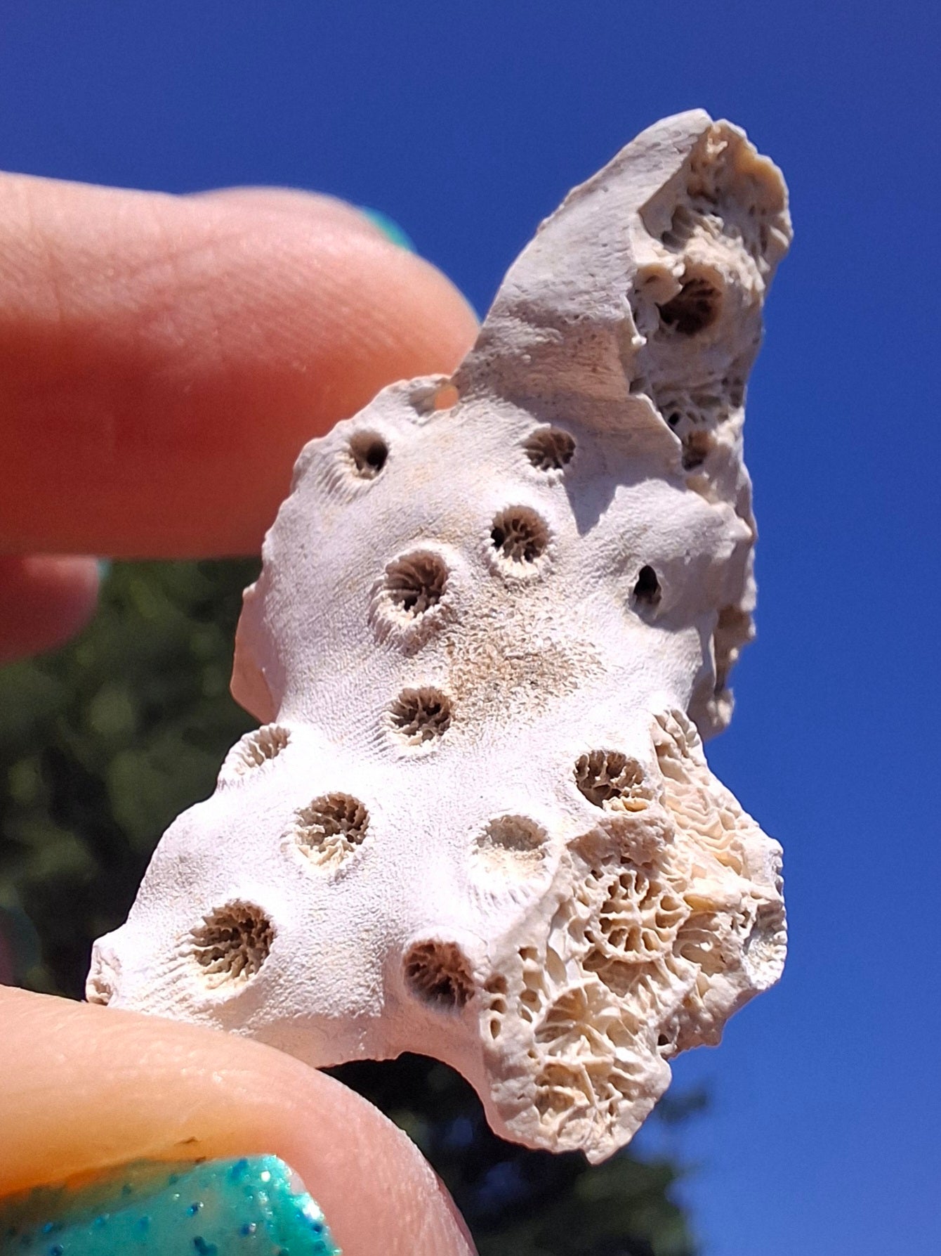 Fossil Coral, (Ref: FC4)