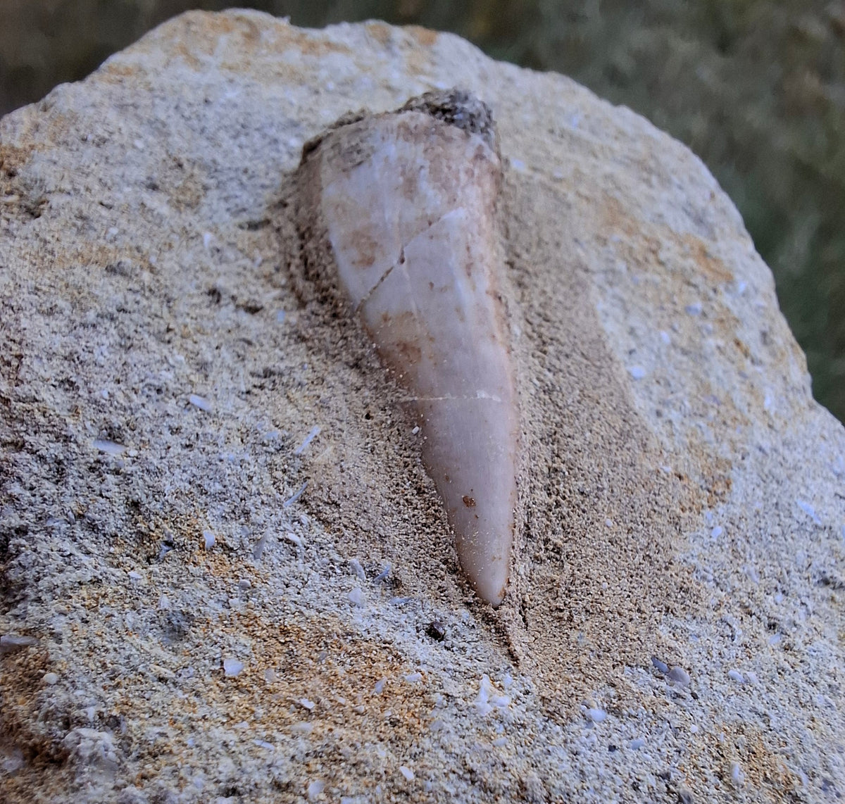 Enchodus Sabre Tooth, Fossil (Ref: ES3)