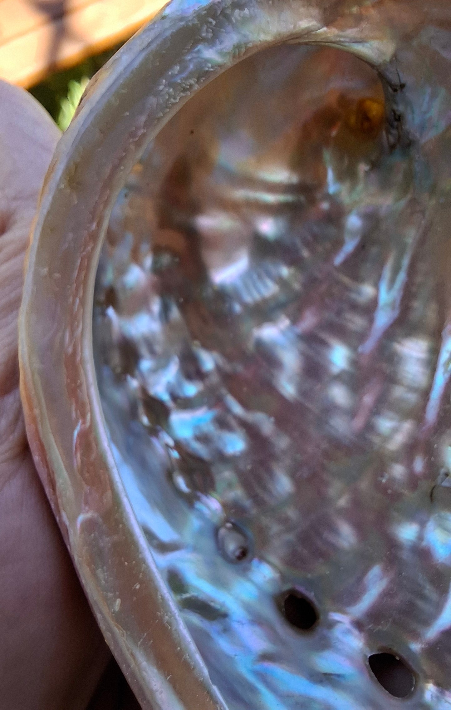 Abalone Shell, (Ref: SH3)