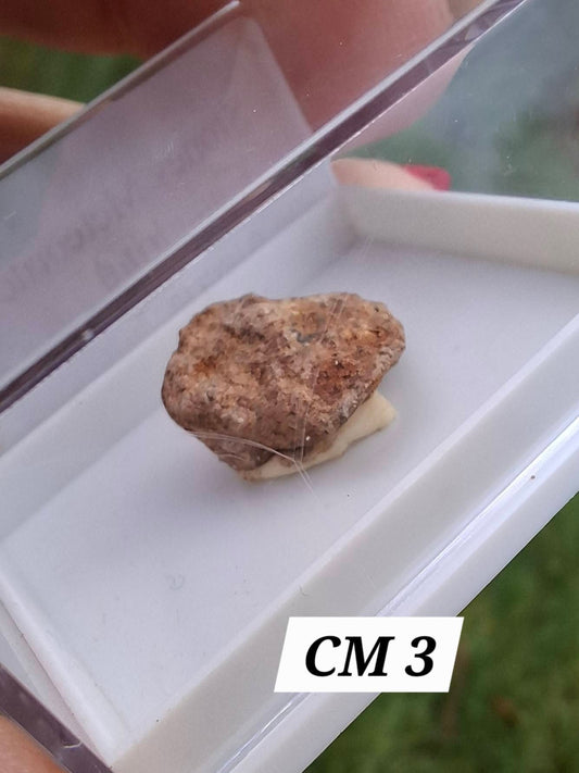 Chondrite, Meteorite (Ref: CM3)