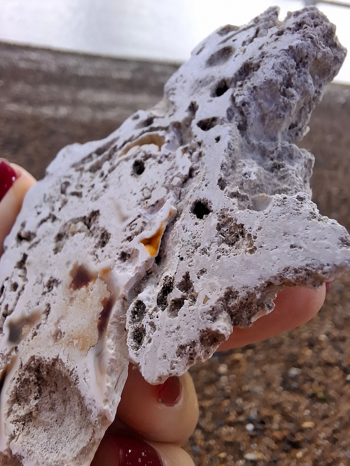 Fossilised Coral replaced by Chalcedony/Agate, Fossil (Ref: FCA1)