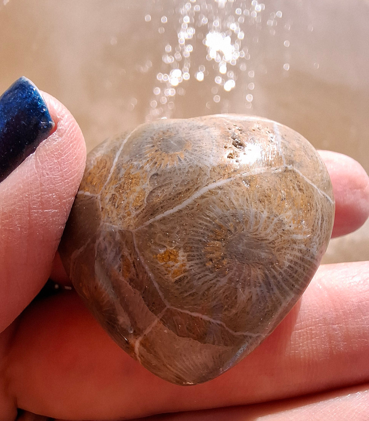 Fossil Coral Heart (Ref: CoH3)