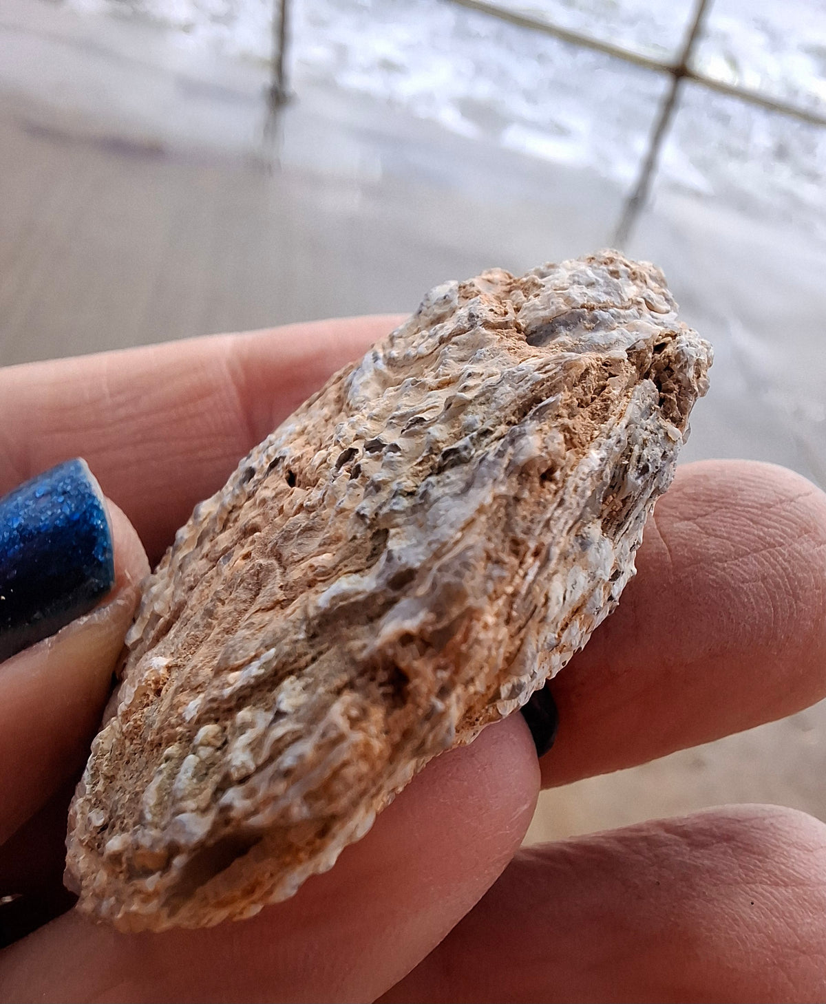 Chalcedony Oyster, Fossil (Ref: FO8)