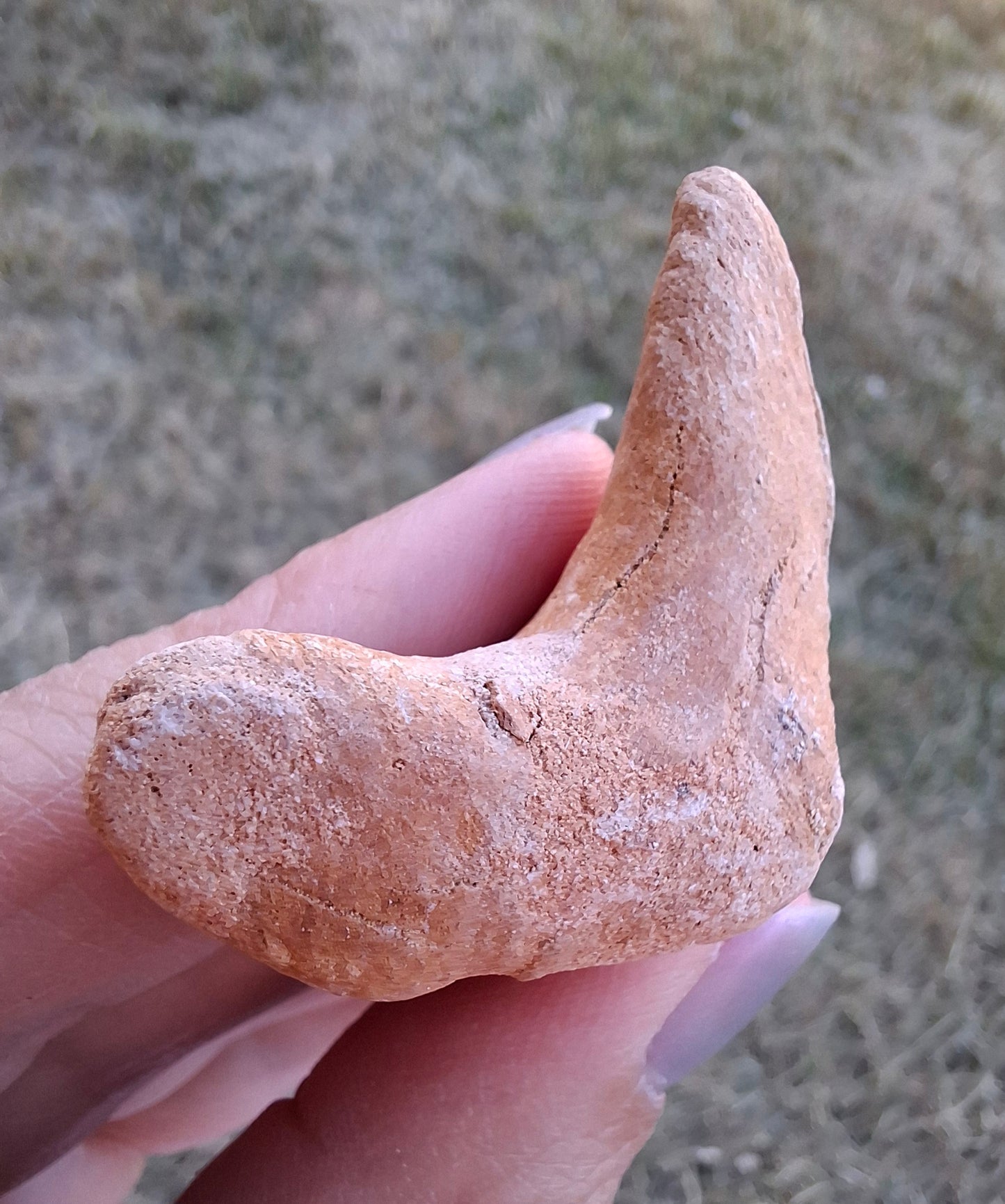 Otodus Shark Tooth, Fossil (Ref: OT 7)