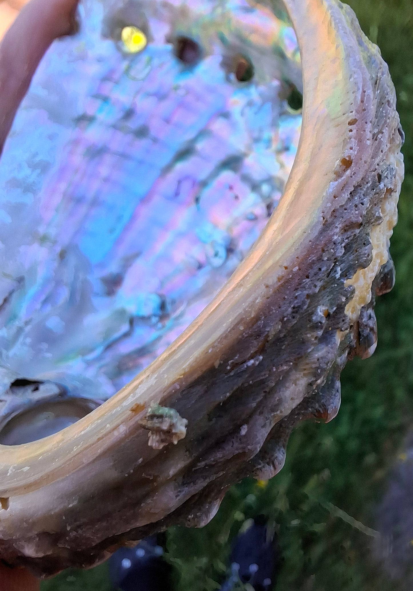 Abalone Shell, (Ref: SH1)