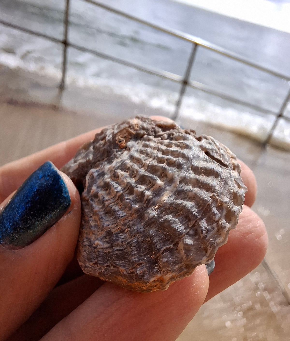 Chalcedony Oyster, Fossil (Ref: FO10)