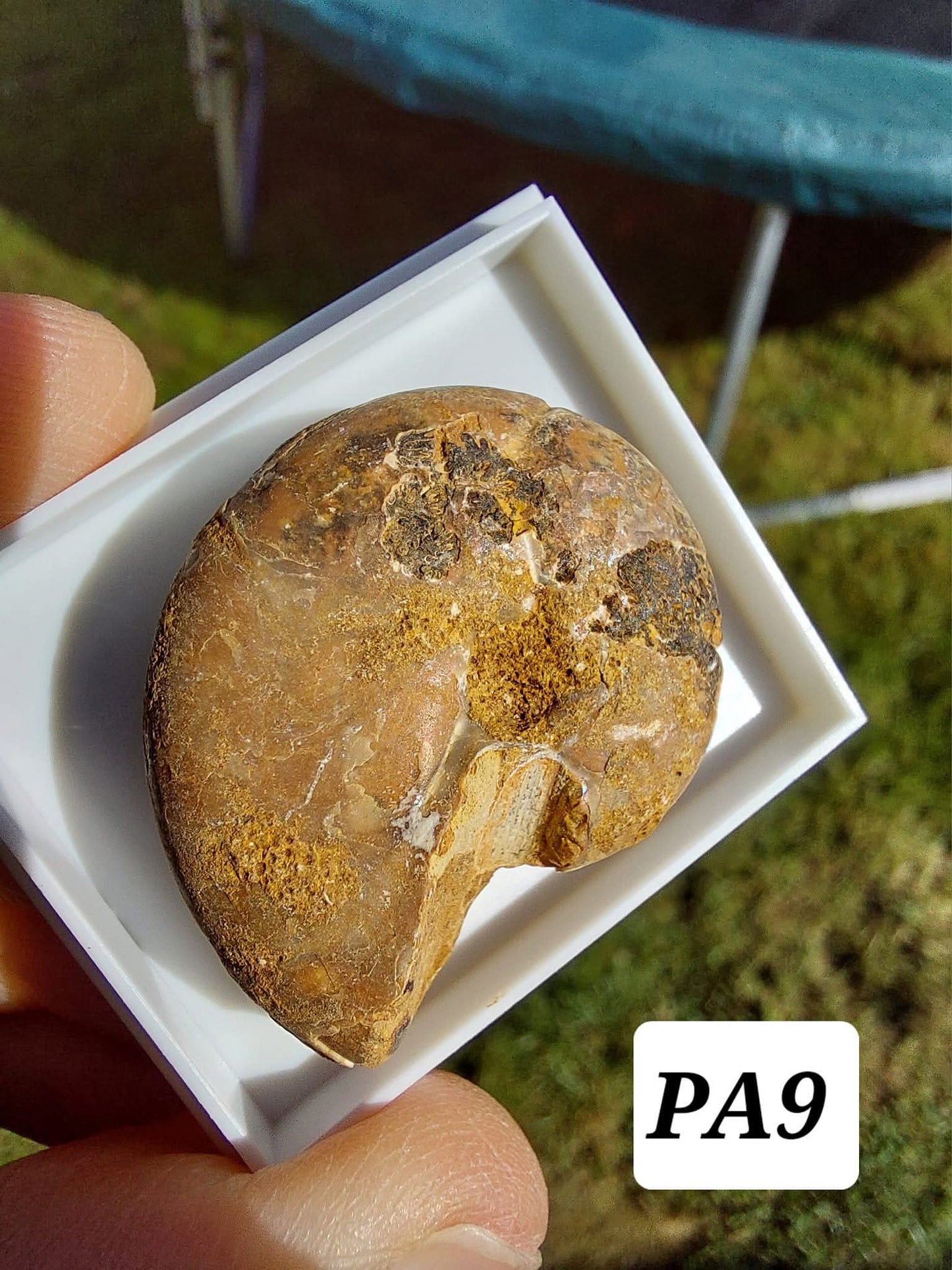 Phylloceras Ammonite, Fossil (Ref: PA9)
