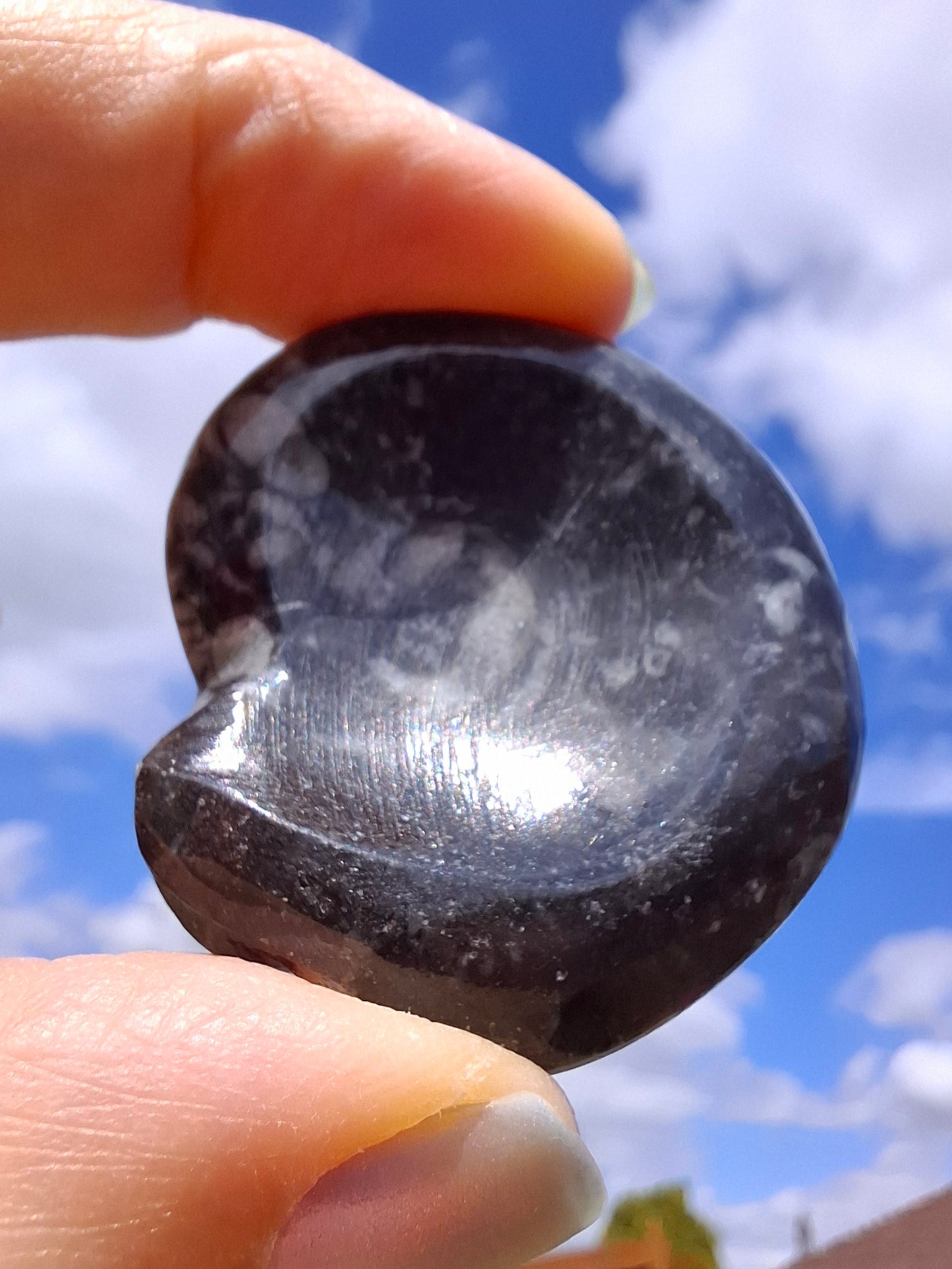 Goniatite, Fossil (Ref: GA2)