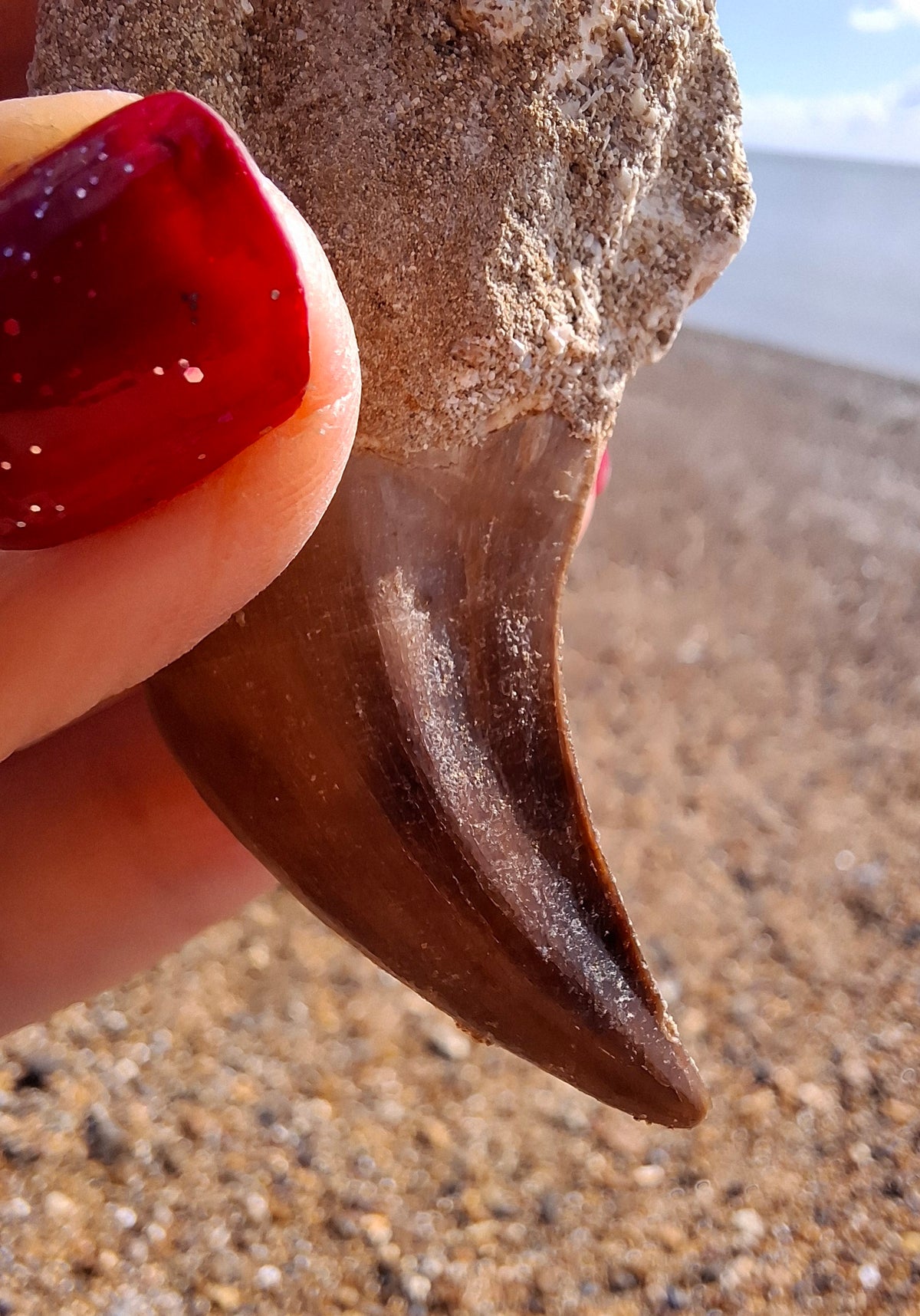 Mosasaurus Tooth with matrix, Fossil, (Ref: MTM1)