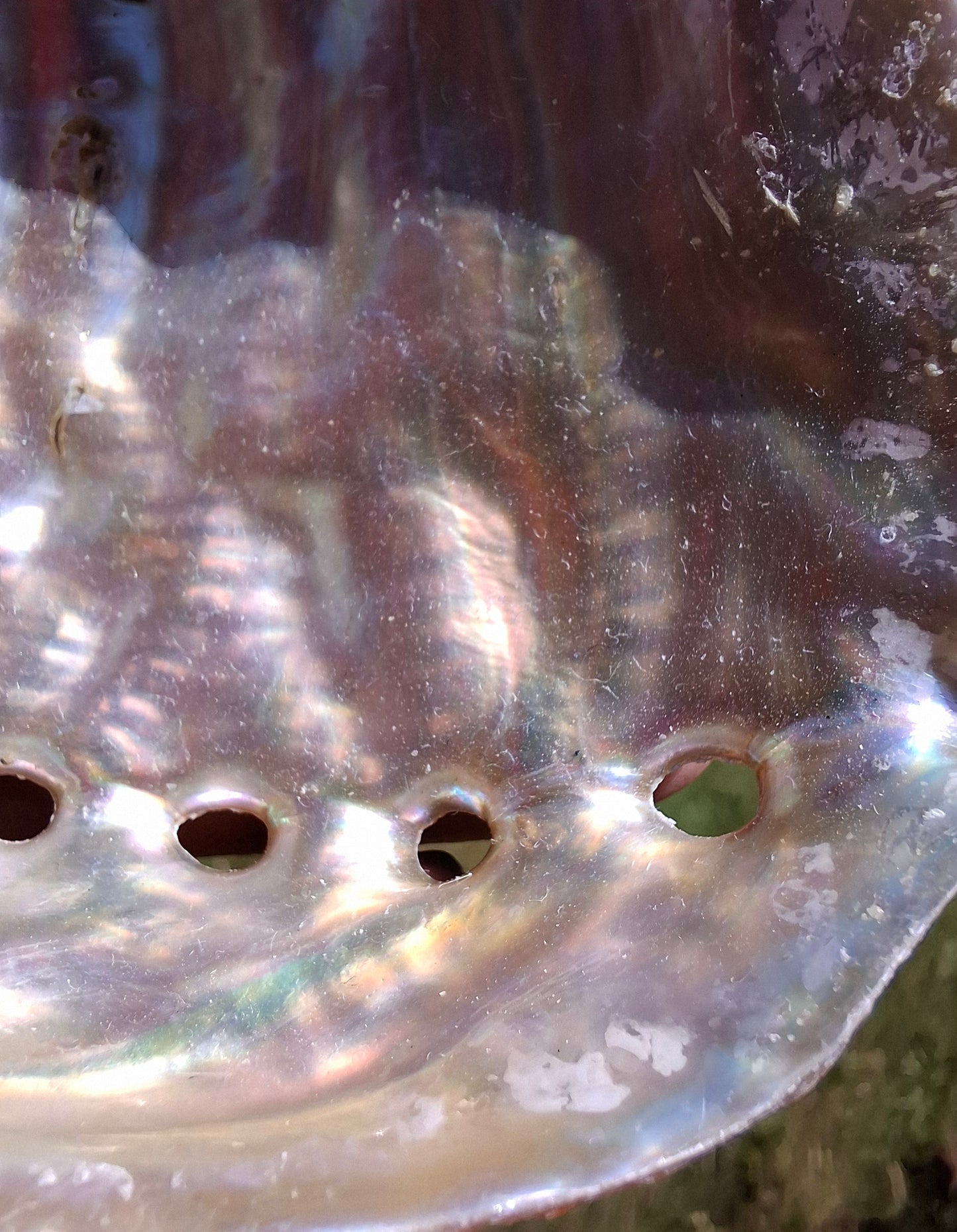 Abalone Shell, (Ref: SH3)