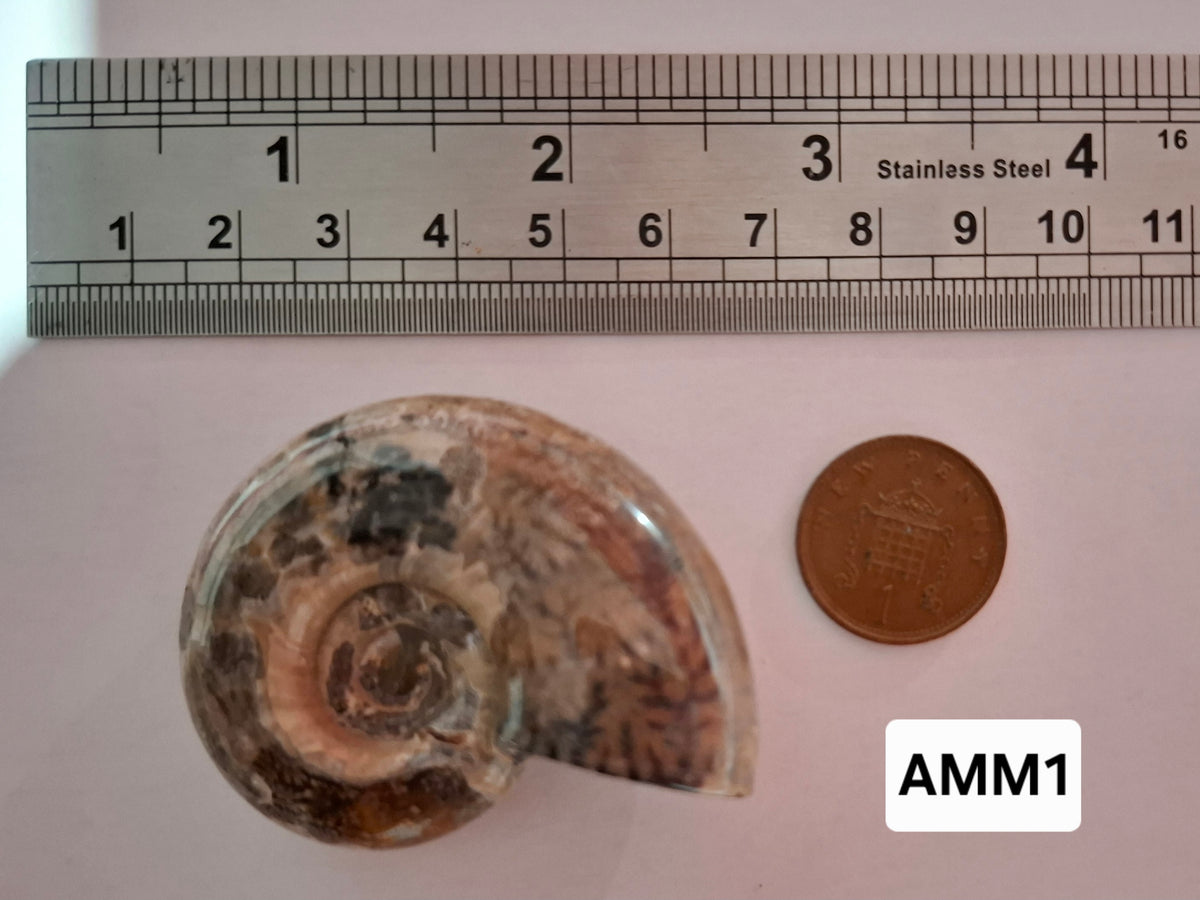 Polished Ammonite, Fossil (Ref: AMM1)