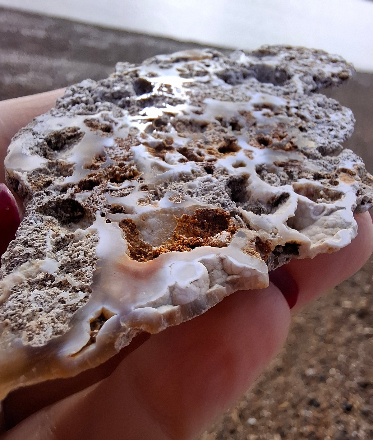 Fossilised Coral replaced by Chalcedony/Agate, Fossil (Ref: FCA2)