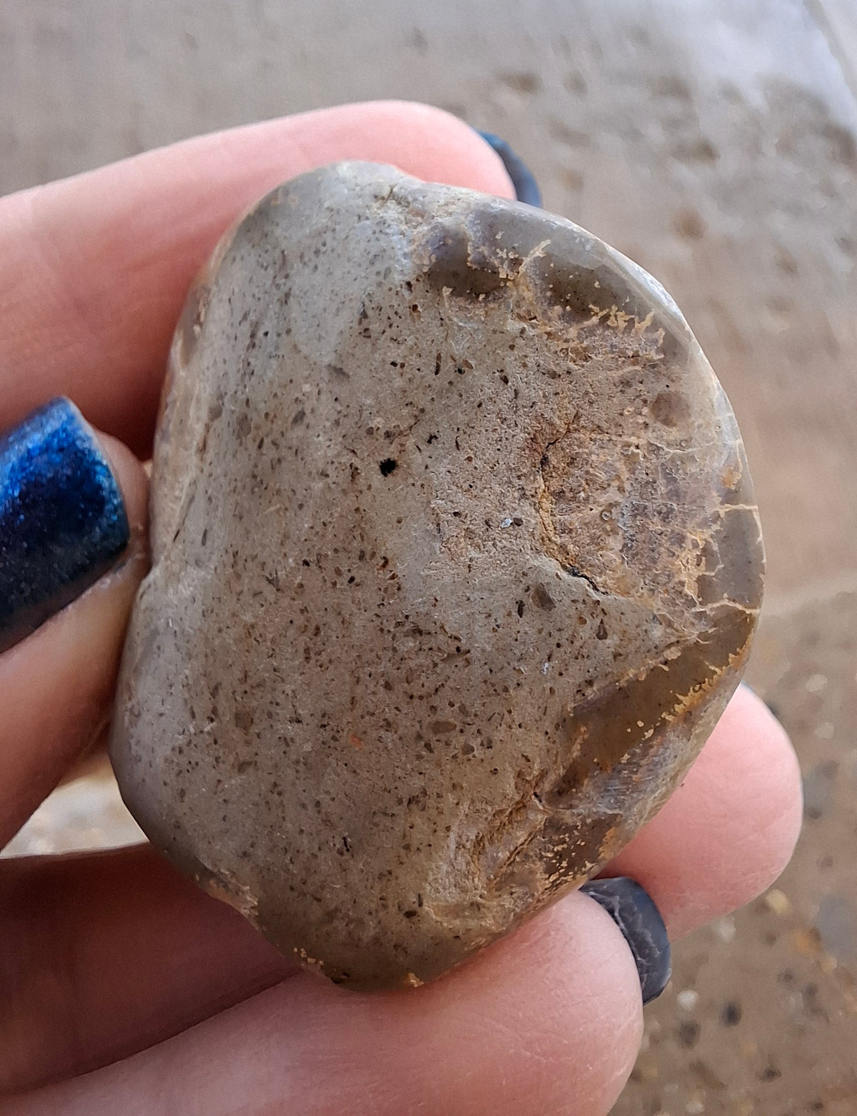 Polished Sea Urchin, Fossil (Ref: SU5)