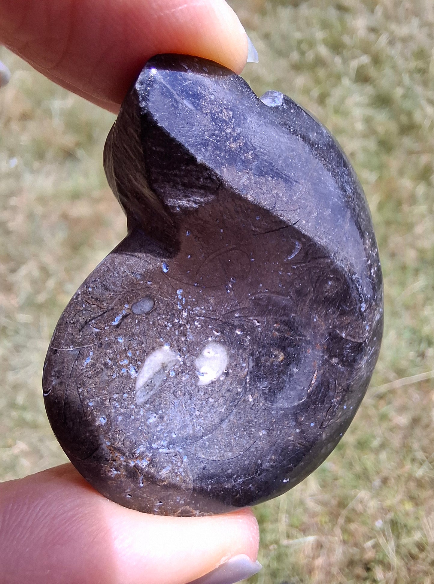 Goniatite, Fossil (Ref: GA8)