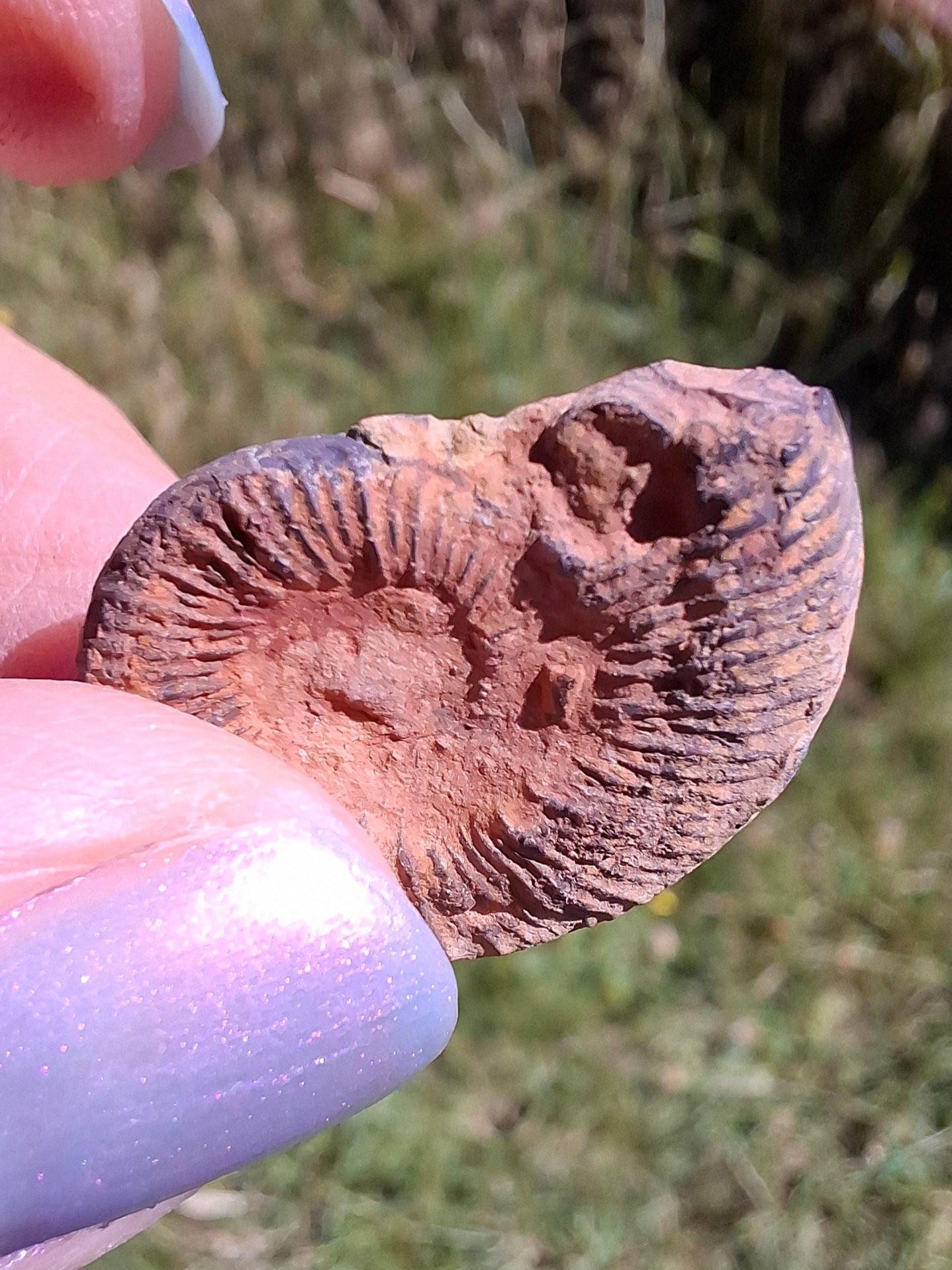 Small Haematite Ammonite HALF, 1.78g, Fossil (Ref: MA4)