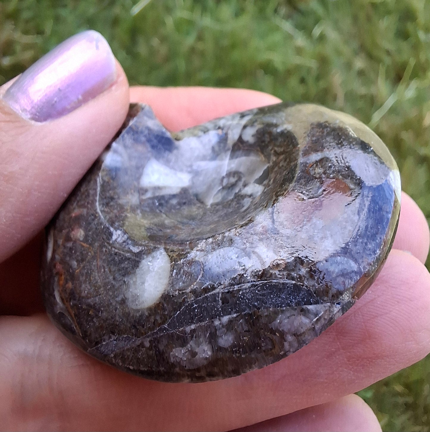 Goniatite, Fossil (Ref: GA1)