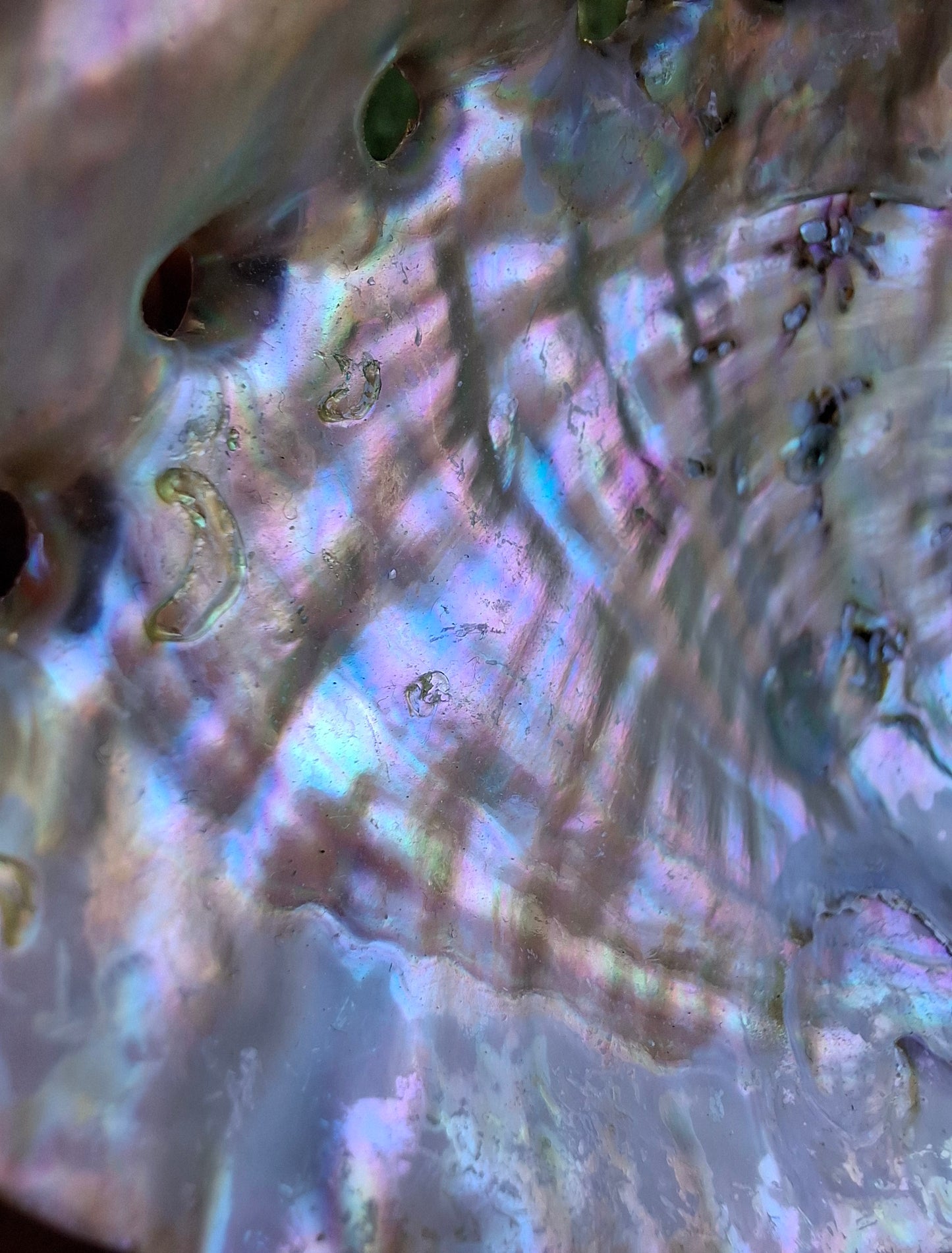 Abalone Shell, (Ref: SH1)