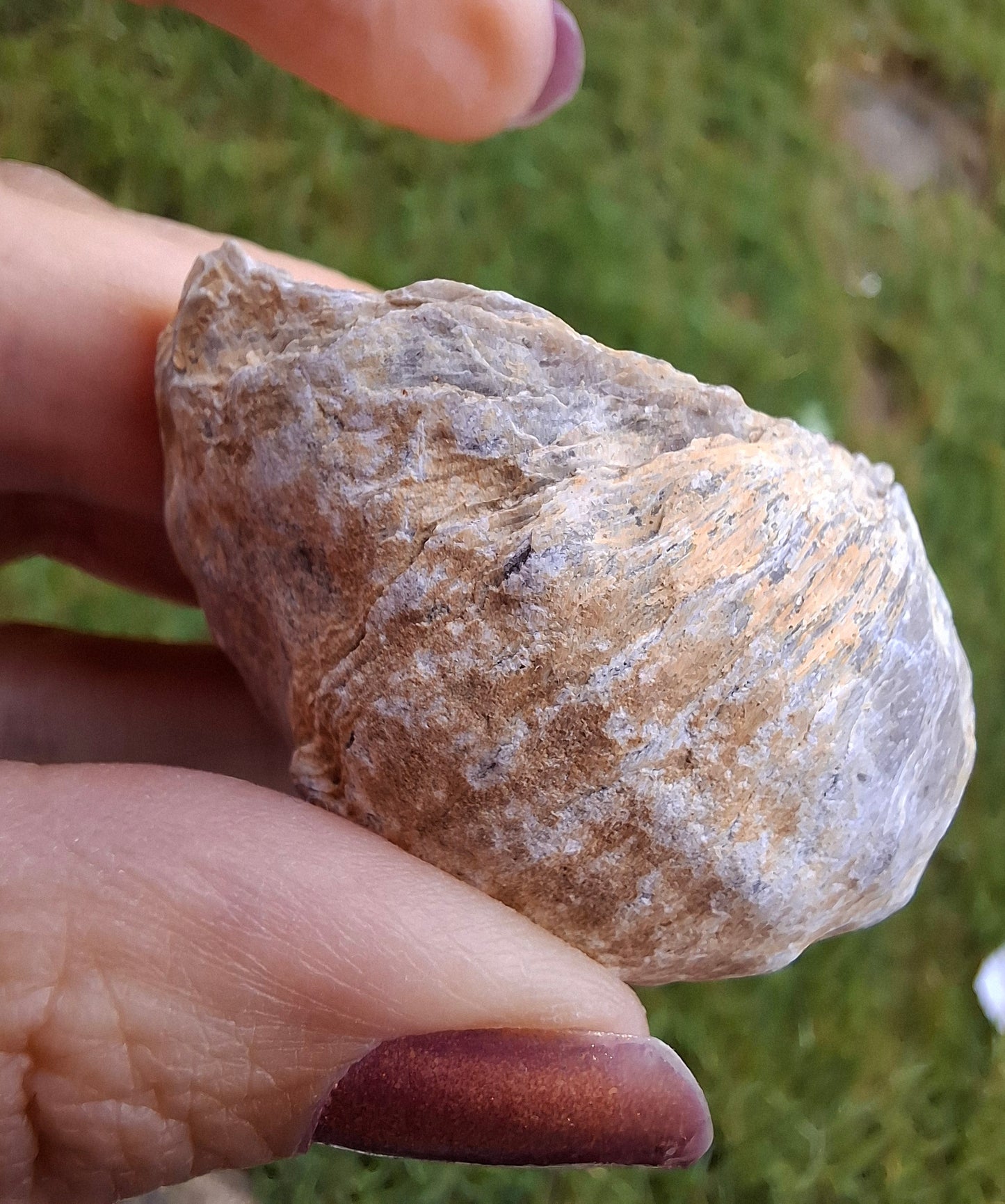 Gryphaea (Devil's Toenail), 57.53g, Fossil (Ref: G2)