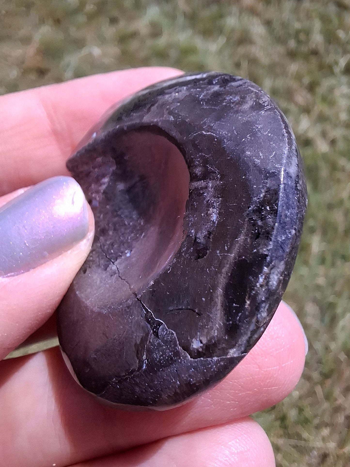 Goniatite, Fossil (Ref: GA6)