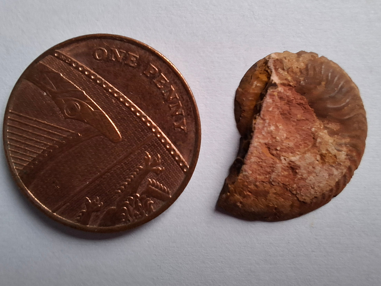 Small Haematite Ammonite HALF, 1.19g, Fossil (Ref: MA11)
