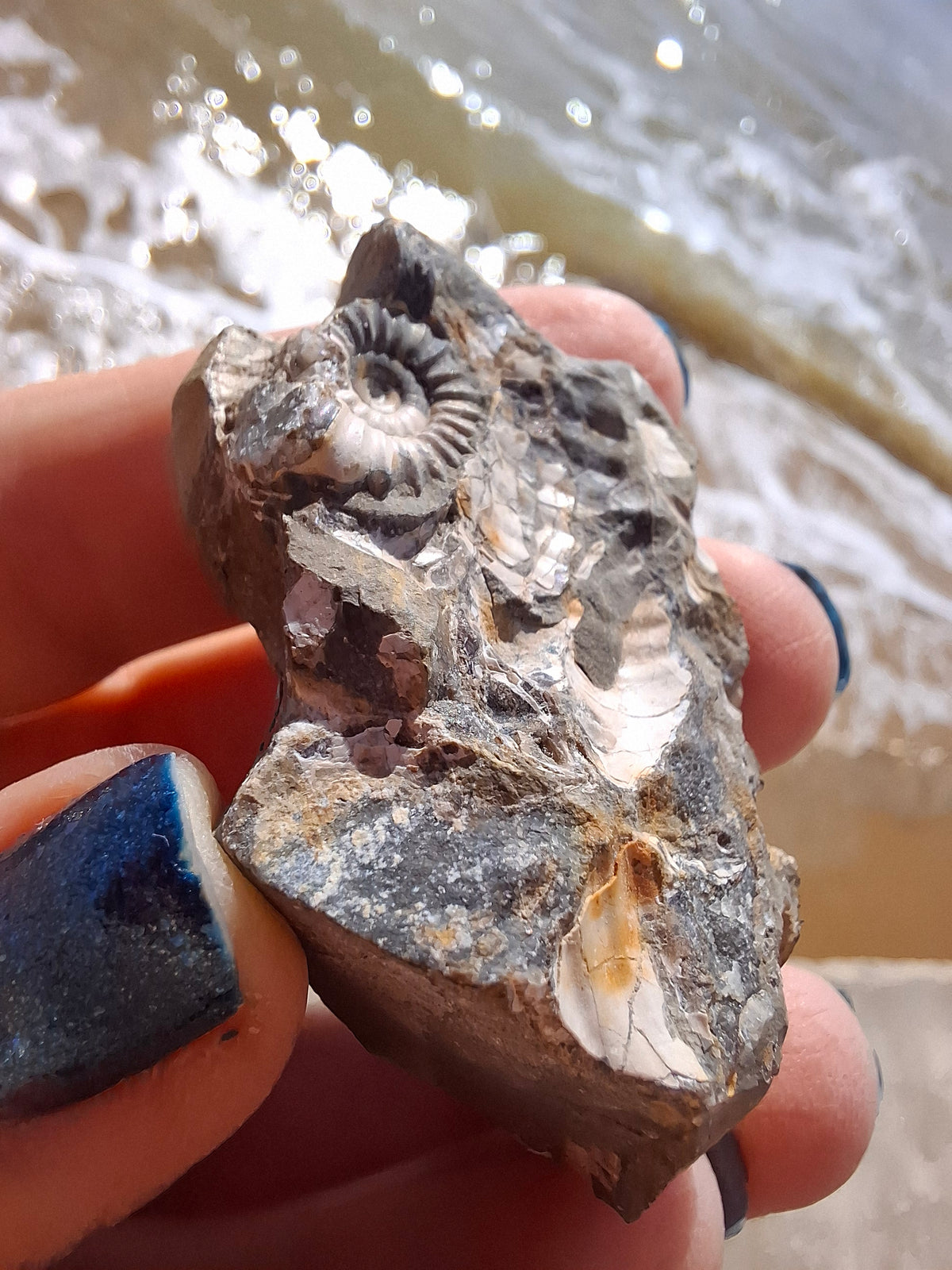 Ammonite Cluster, Fossil (Ref: ACL3)
