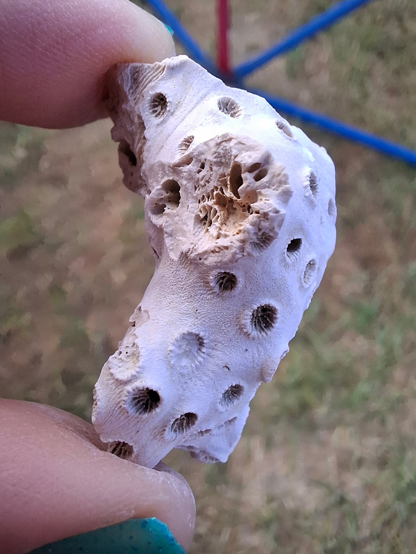 Fossil Coral, (Ref: FC4)