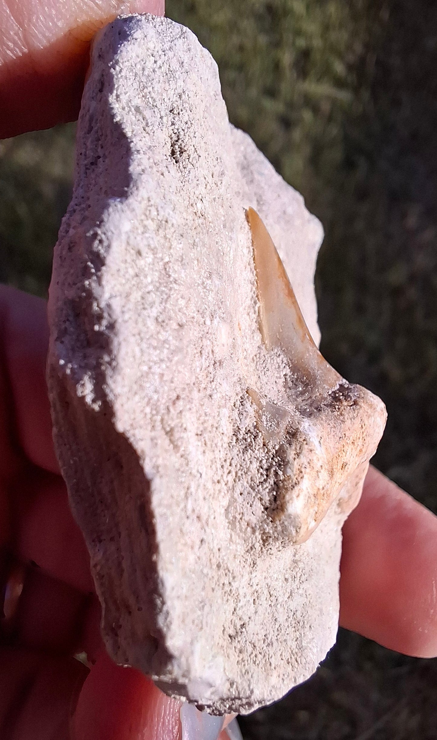 Otodus Shark Tooth in rock, Fossil (Ref: OT1)