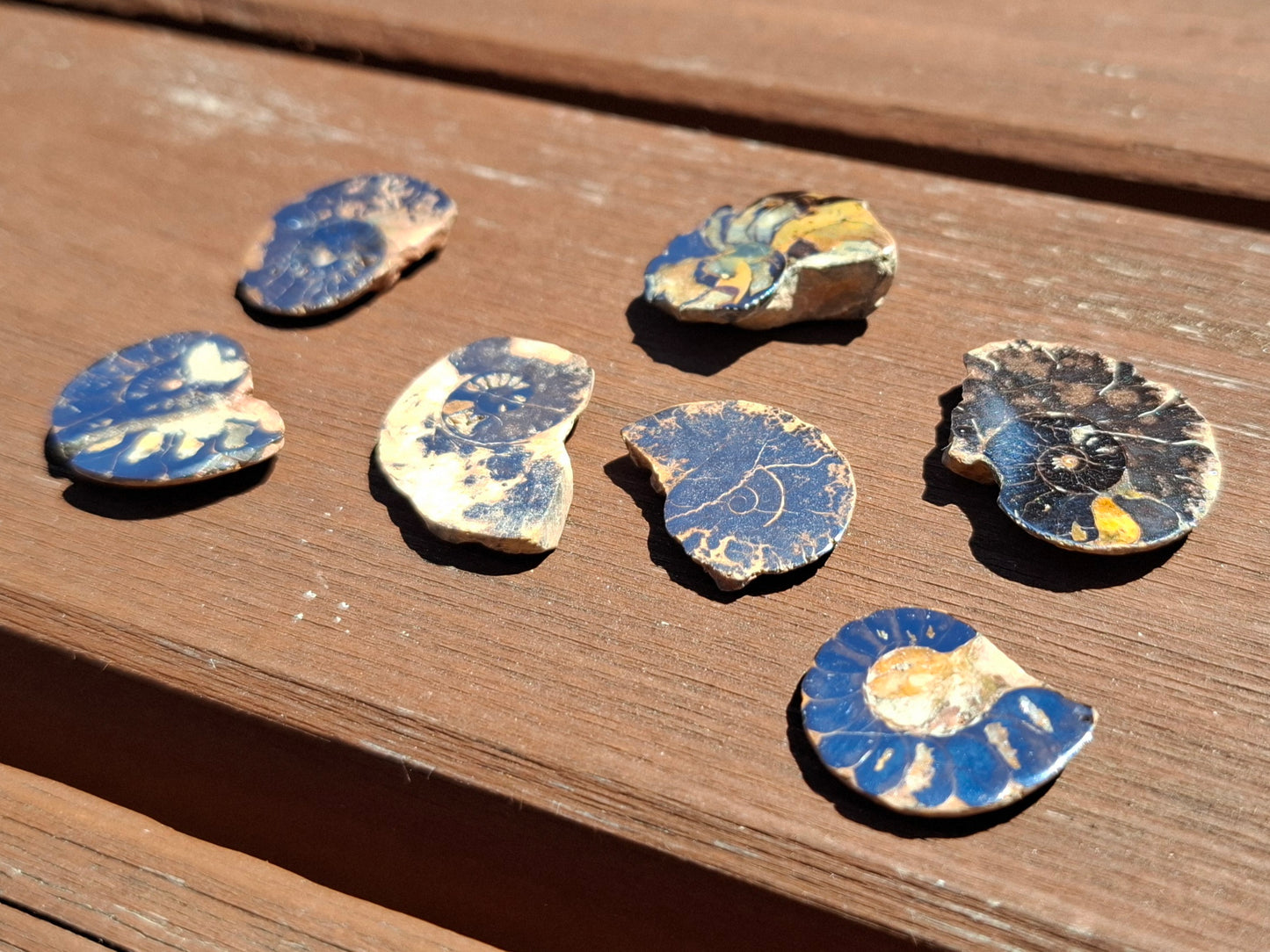 Small Haematite Ammonite Halves BUNDLE, (7 pcs), Fossil (Ref: MA13)