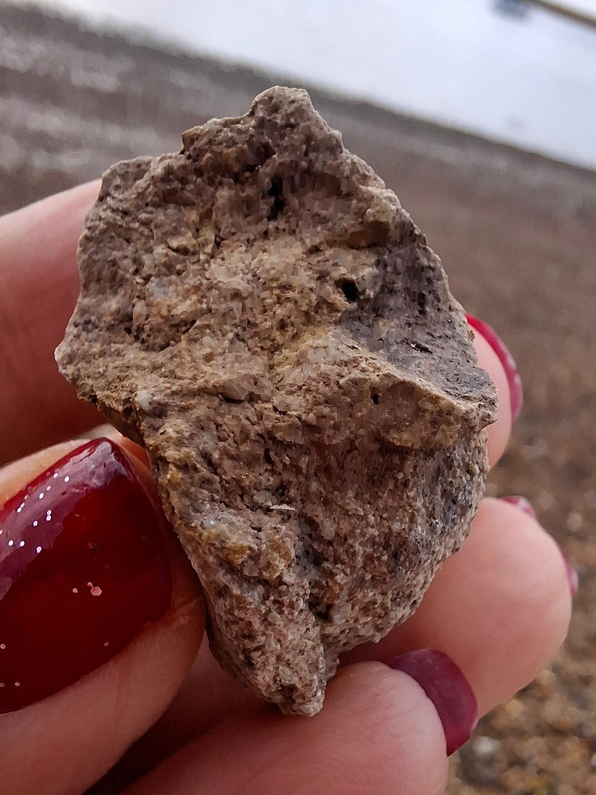 Sauropod Dinosaur Coprolite, 12.82g, Fossil (Ref: DP1)