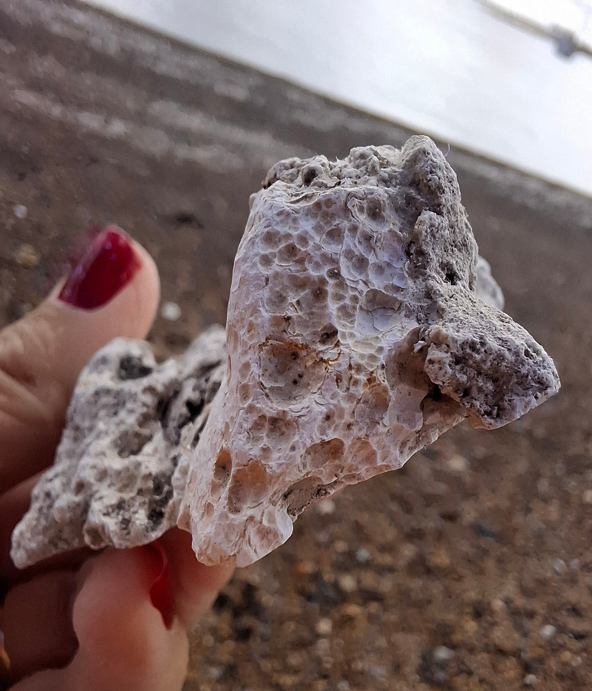 Fossilised Coral replaced by Chalcedony/Agate, Fossil (Ref: FCA1)
