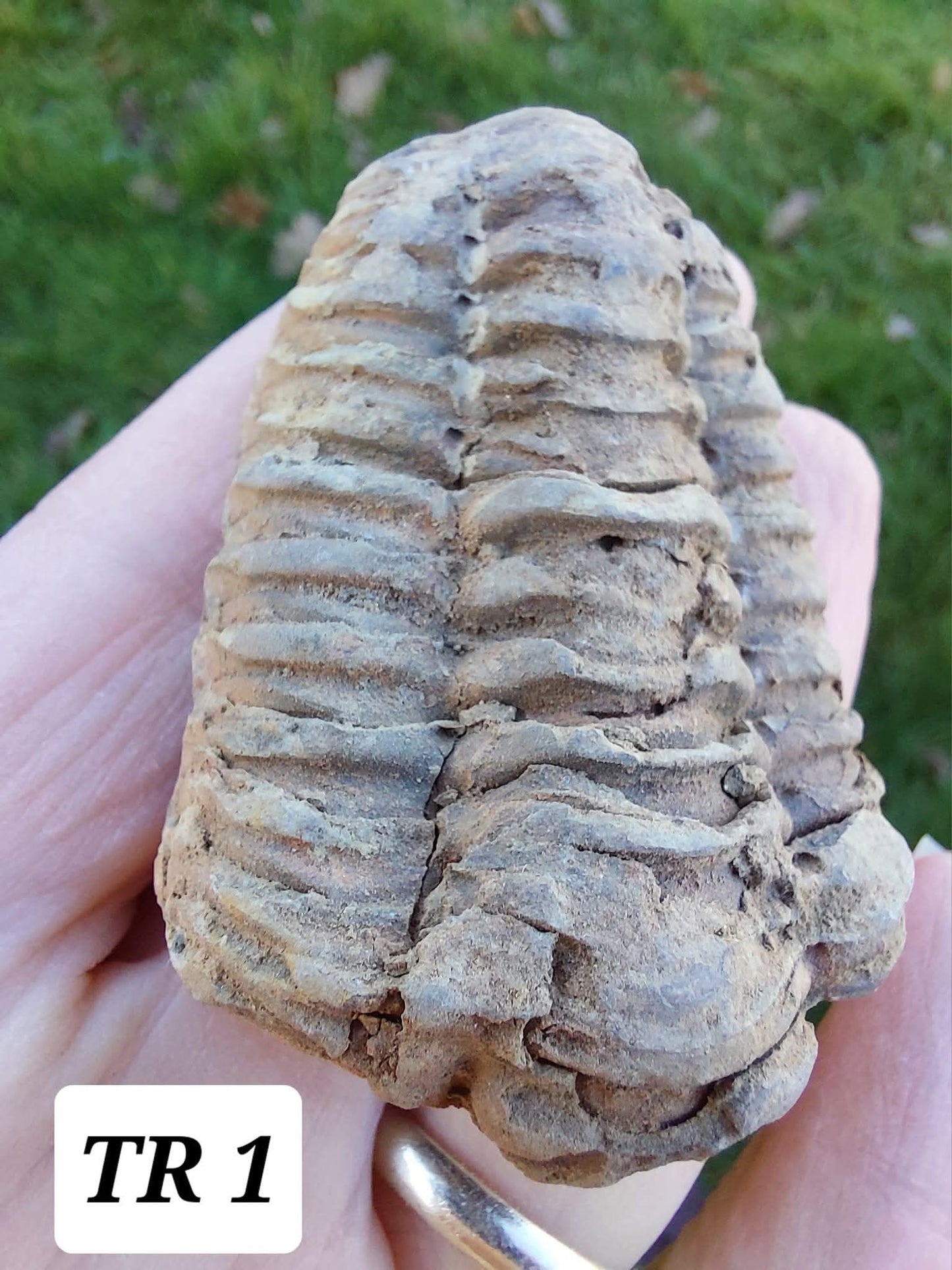 Trilobite (Flexicalymene), 47.00g, Fossil (Ref: TR1)