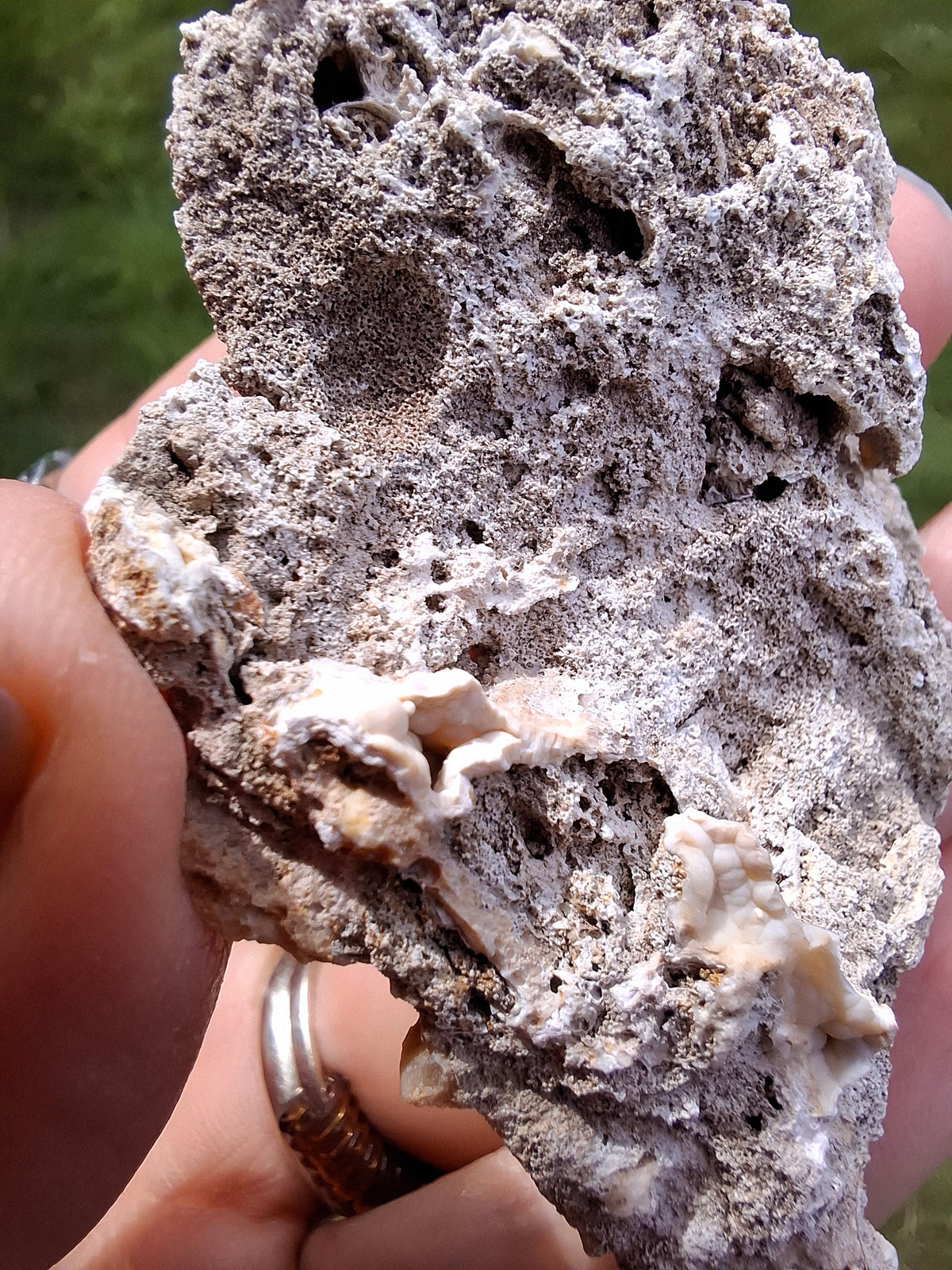 Fossilised Coral replaced by Chalcedony/Agate, Fossil (Ref: FCA2)