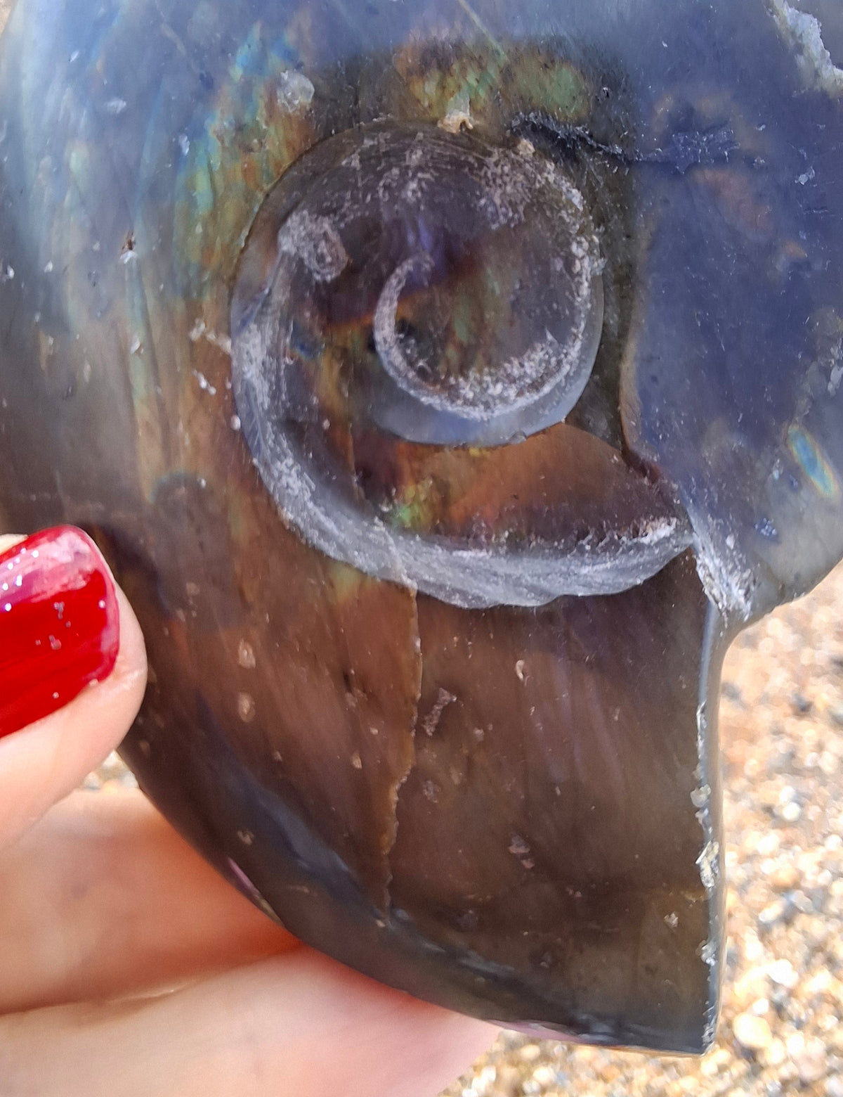 Labradorite Ammonite Carving, 160.21g, Crystal (Ref: laba4)