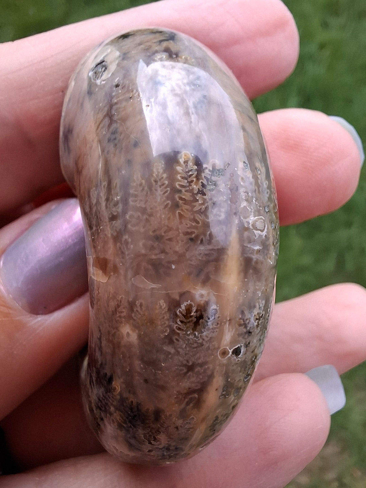 Polished Ammonite, Fossil (Ref: AMM1)