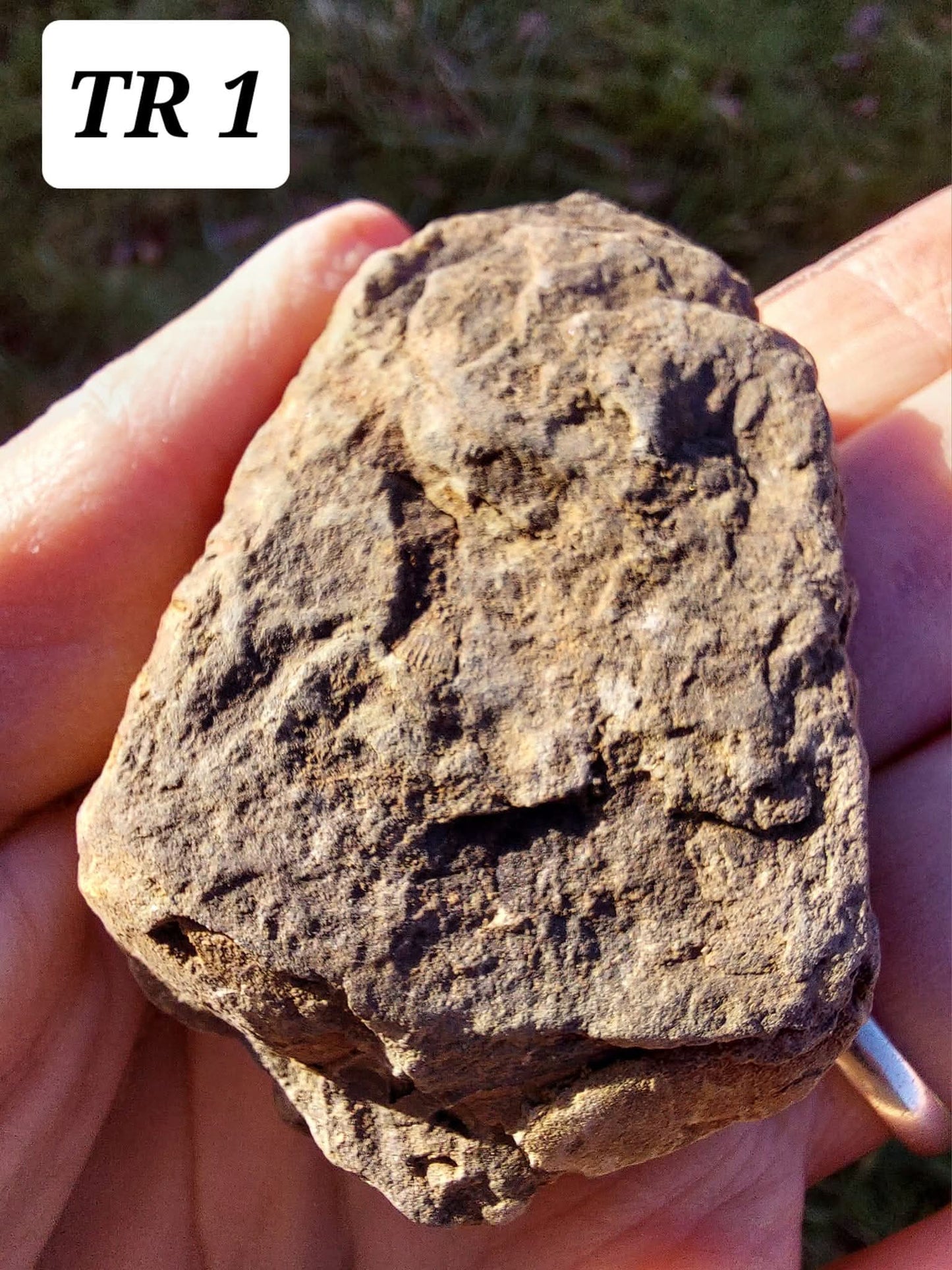 Trilobite (Flexicalymene), 47.00g, Fossil (Ref: TR1)