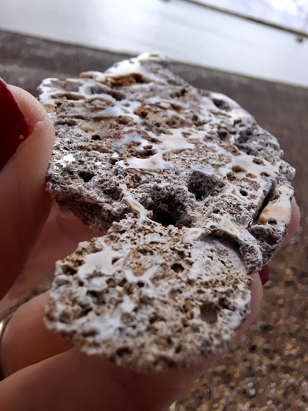 Fossilised Coral replaced by Chalcedony/Agate, Fossil (Ref: FCA2)